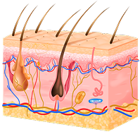 Daha güçlü saç diyagramı