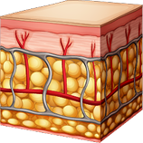Daha yenilenmiş cilt diyagramı